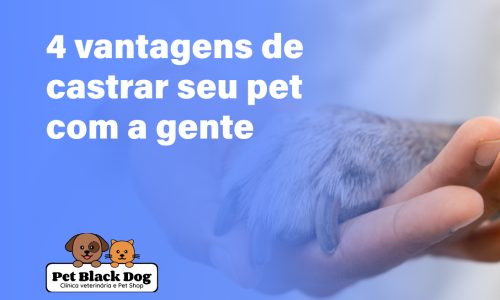 4 vantagens de castrar seu pet com a gente