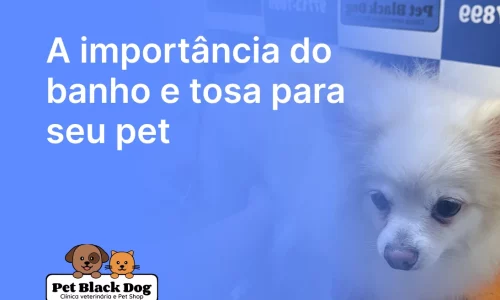 A importância do banho e tosa para seu pet