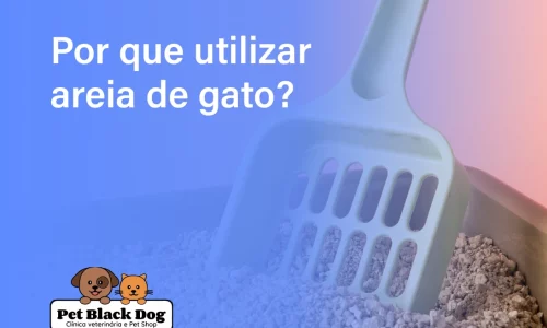 Por que utilizar areia de gato_